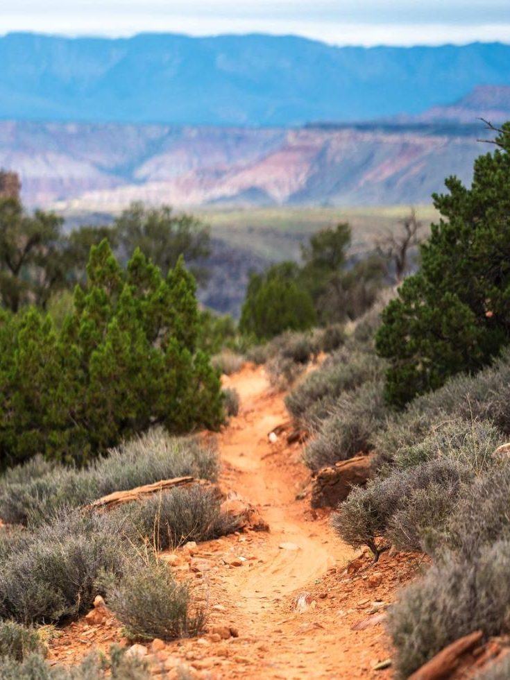 Singletrack through junipers with layered cliffs in the distance