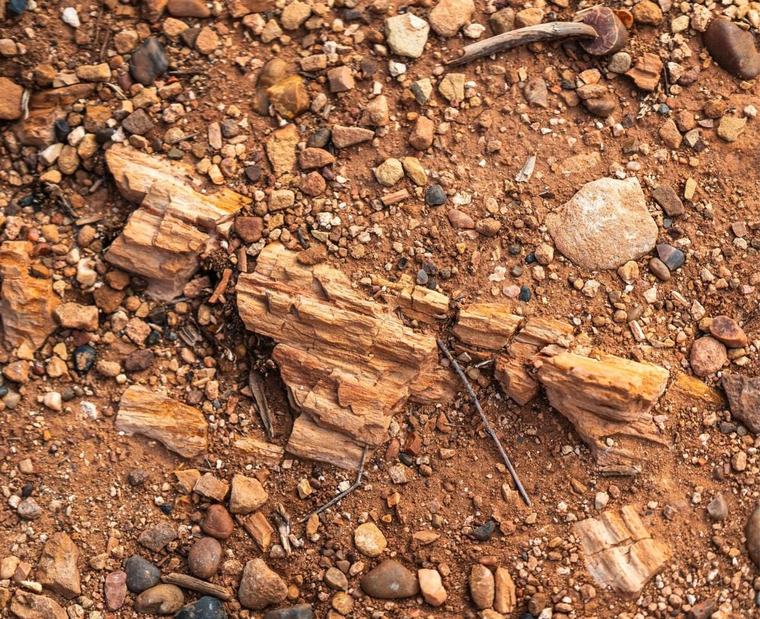 Pieces of petrified wood in red dirt